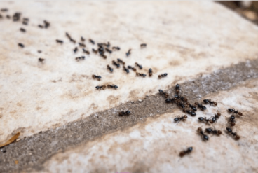 Απωθητικά μυρμηγκιών χωρίς χημικά αλλά φυσικά