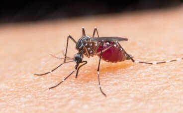 4 ασυνήθιστοι τρόποι να αποφύγετε τα κουνούπια