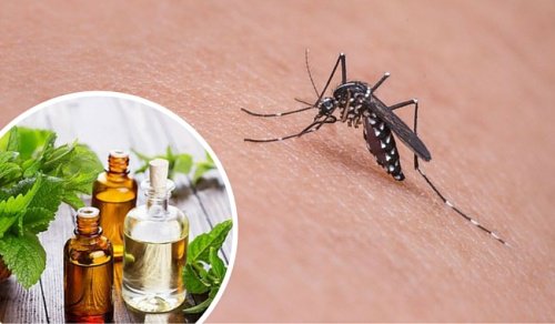 11 βότανα που λειτουργούν ως φυσικά εντομοαπωθητικά