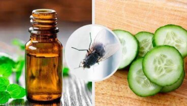Κρατήστε τις μύγες μακριά με αυτά τα 7 φυσικά εντομοαπωθητικά