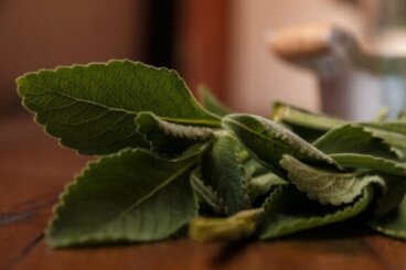 Βελτίωση της ηπατικής υγείας με μια απλή θεραπεία: μπόλντο