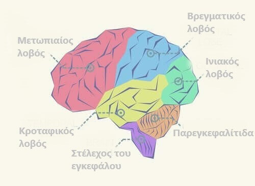 Λοβοί του εγκεφάλου: τι πρέπει να ξέρετε