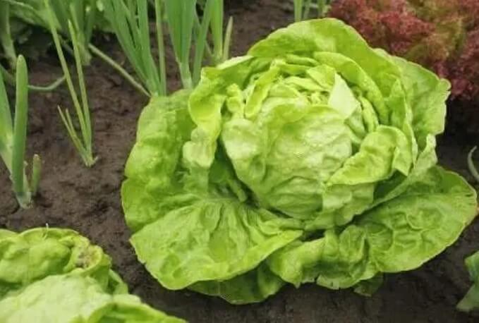 Ποικιλίες μαρουλιών και πώς να τα καλλιεργήσετε