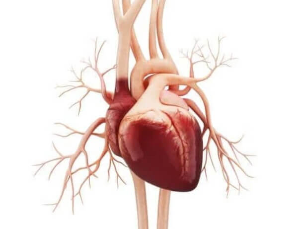 Κολπικός πτερυγισμός: Συμπτώματα και αιτίες