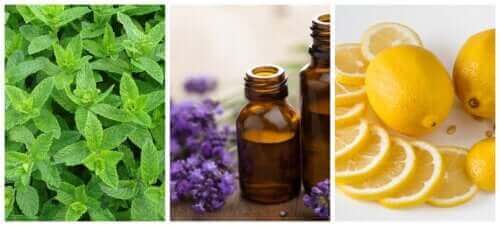 Εύκολα σπιτικά φυσικά απωθητικά μυρμηγκιών