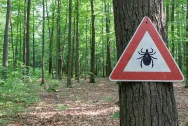 Θεραπεία για τη νόσο του Λάιμ: Τι να ξέρετε