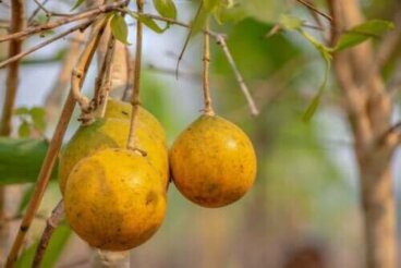 Στρύχνος ο εμετικός: Τι πρέπει να γνωρίζετε