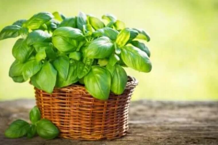 Τύποι βασιλικού που μπορείτε να φυτέψετε στον κήπο σας