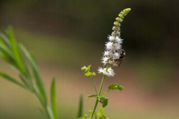 Μαύρος κοχός: Χαρακτηριστικά, χρήσεις και προφυλάξεις