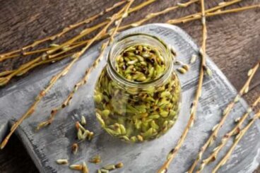 Γεμμοθεραπεία: Βοτανοθεραπεία, οφέλη και εφαρμογές