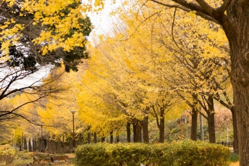 Ginkgo Biloba: Ιδιότητες, οφέλη και οι αντενδείξεις του