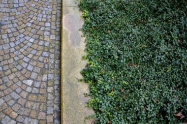 10 φυτά εδαφοκάλυψης για να αντικαταστήσετε το γκαζόν