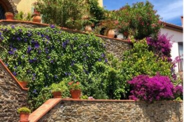 Τα 5 καλύτερα φυτά για εξωραϊσμό των κήπων και των αυλών