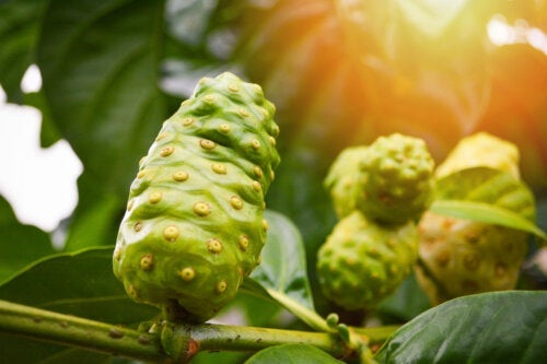 Noni για τα μαλλιά: Σταματά την υπερβολική τριχόπτωση;
