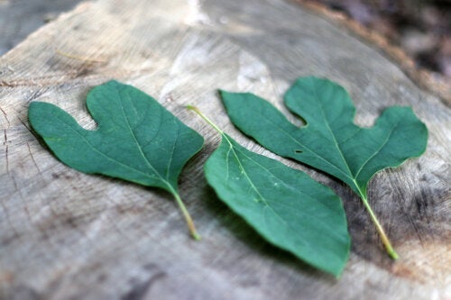 Τσάι Sassafras: Όλα όσα πρέπει να ξέρετε πριν το δοκιμάσετε