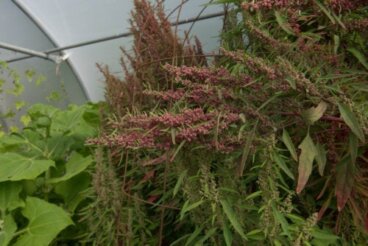 Τι είναι τα huauzontles και ποια είναι τα οφέλη τους;