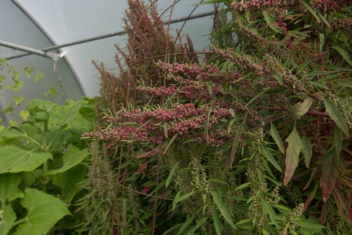 Τι είναι τα huauzontles και ποια είναι τα οφέλη τους;