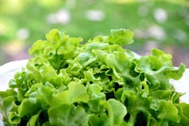 Μπορεί το τσάι μαρουλιού να σας βοηθήσει να κοιμηθείτε καλύτερα;