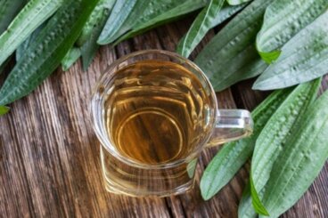 Θεραπευτικές ιδιότητες της Plantain: Τι λέει η επιστήμη;
