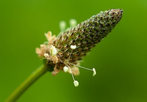 Πώς να χρησιμοποιήσετε το πεντάνευρο, ένα αρχαίο βότανο
