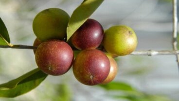 Camu Camu: Τι είναι, οφέλη και πώς να το χρησιμοποιήσετε