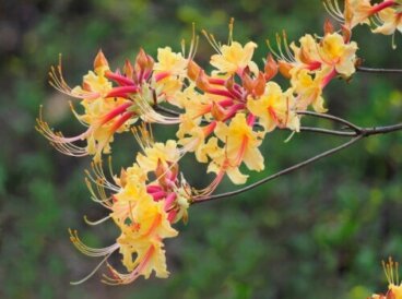 Είδη αζαλέας και πώς να τα φροντίσετε