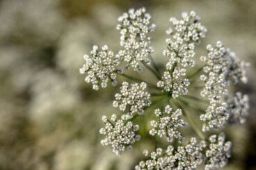 Γλυκάνισος: Καλλιέργεια και φροντίδα