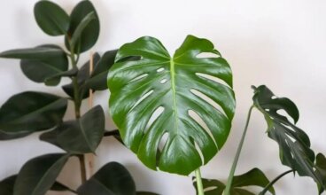 6 συμβουλές για τη φροντίδα της Monstera deliciosa