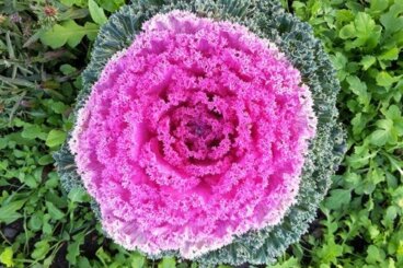 Καλλωπιστικά λάχανα: Χαρακτηριστικά και συμβουλές