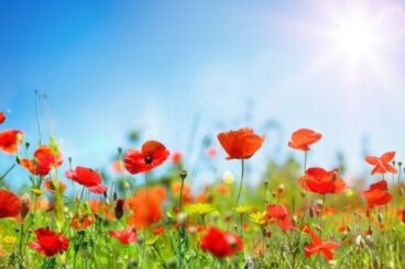 10 φυτά που αντέχουν στον ήλιο και την ξηρασία