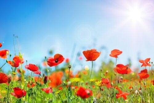 10 φυτά που αντέχουν στον ήλιο και την ξηρασία