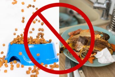 Τι προσελκύει τους σκόρους και τα άλλα ζωύφια στο σπίτι σας