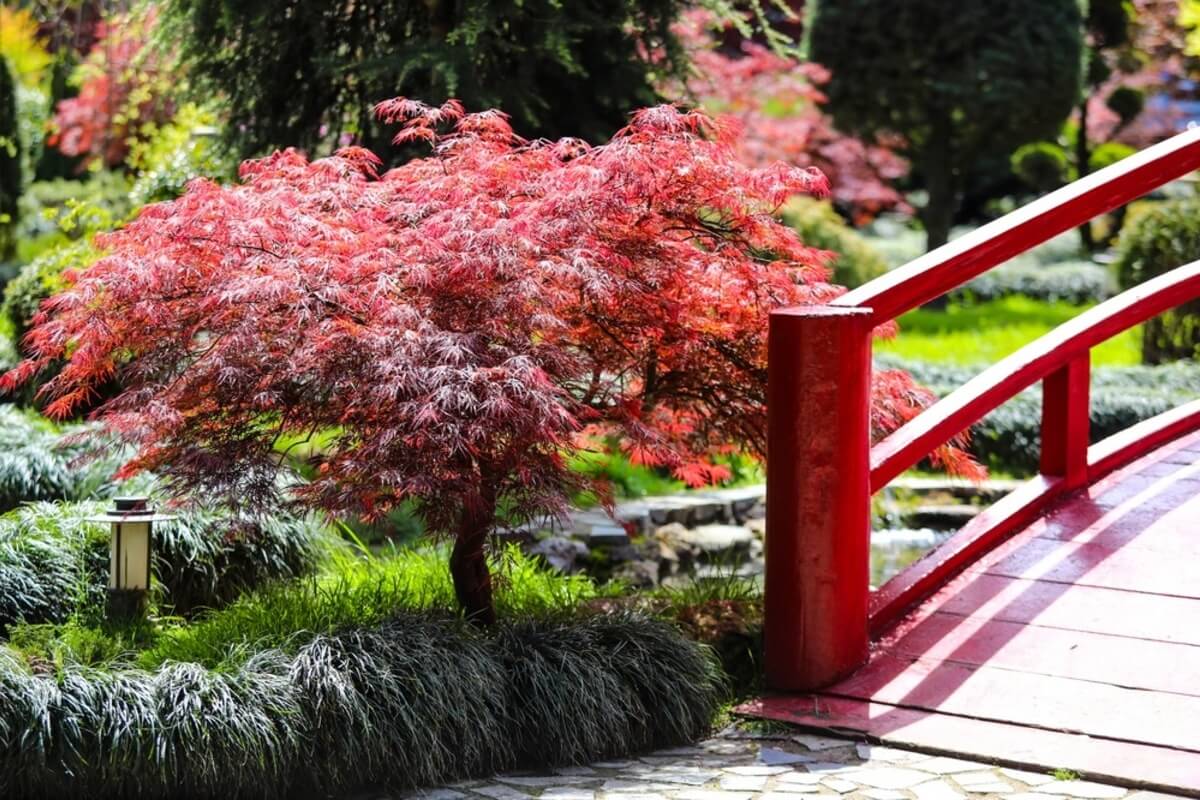 Arce japonés