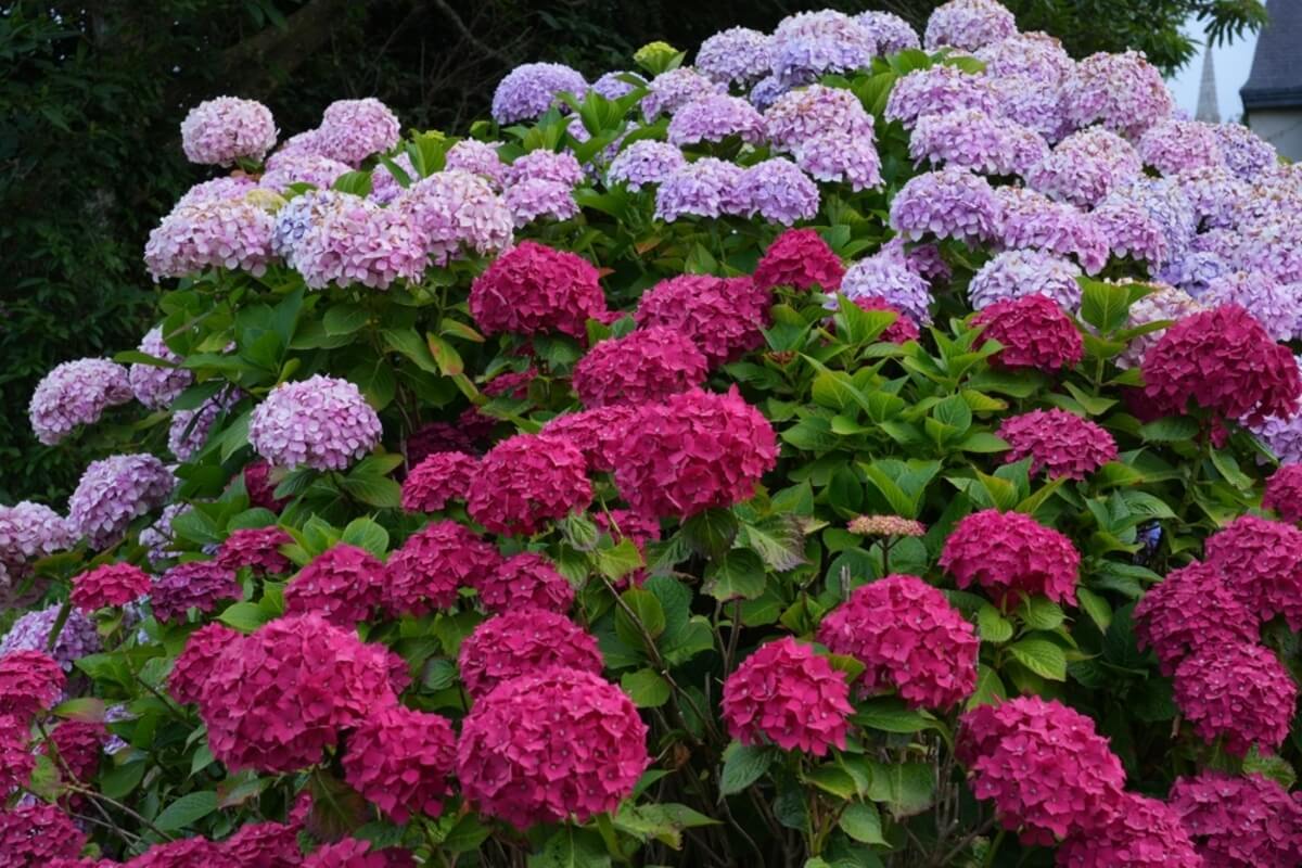 Hortensias con flores