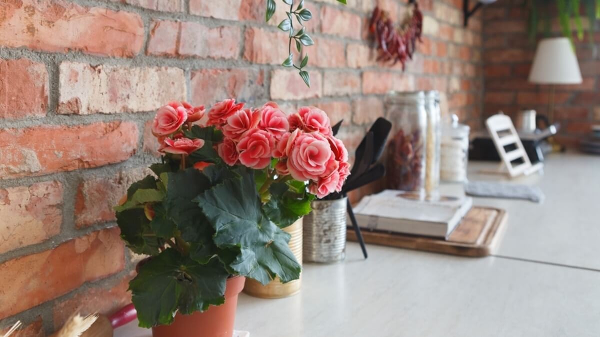 Planta begonia