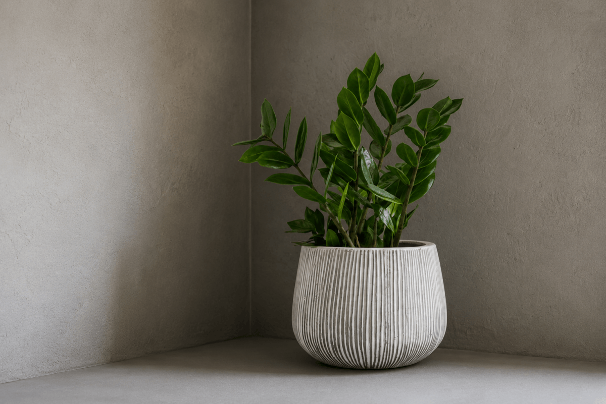 Planta zamioculca
