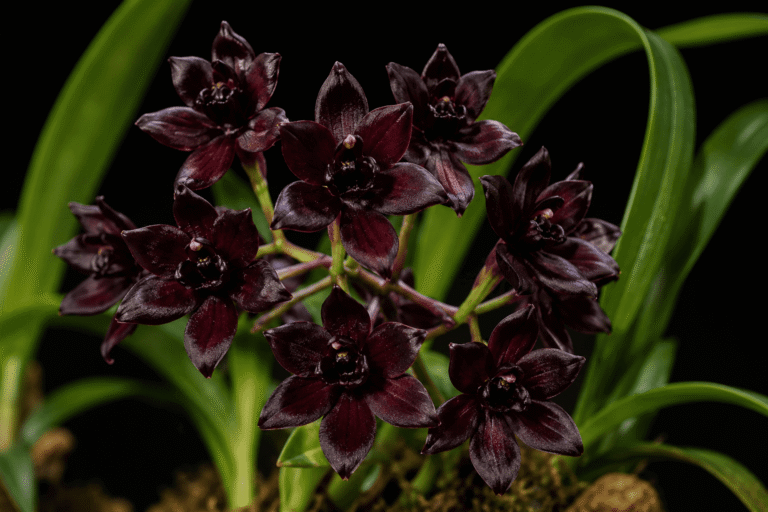 Υπάρχουν μαύρες ορχιδέες; Η αλήθεια για αυτό το λουλούδι και πώς να το φροντίζετε στο σπίτι