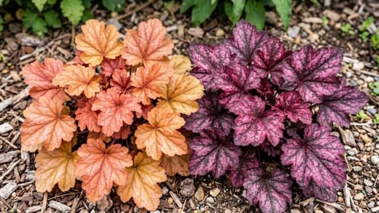Φυτό Heuchera